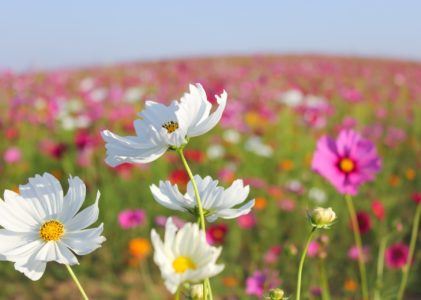 Vivere le stagioni in armonia con i sensi – La Primavera