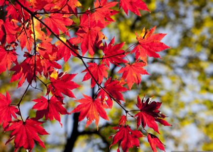 Vivere le stagioni in armonia con i sensi – L’Autunno