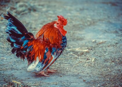 Mercatino Resistente ARCAPACIS – Roma, 26  gennaio 2025